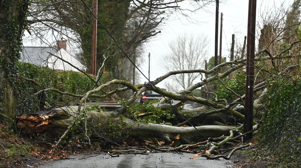 A fallen tree on Tullydraw Road near Dungannon. (Oliver McVeigh/PA)