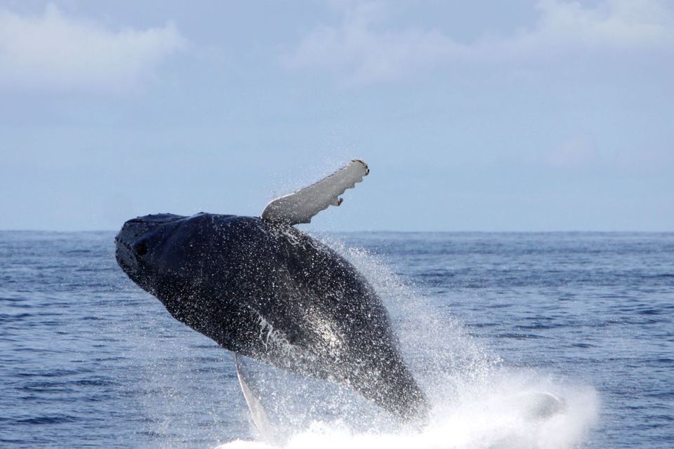 A humpback whale off the coast of Kerry in Ireland