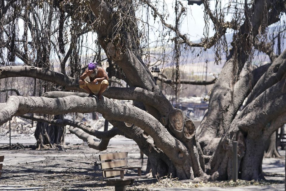 A man reacts as he sits on the Lahaina historic banyan tree damaged by the wildfire. (Rick Bowmer/PA)