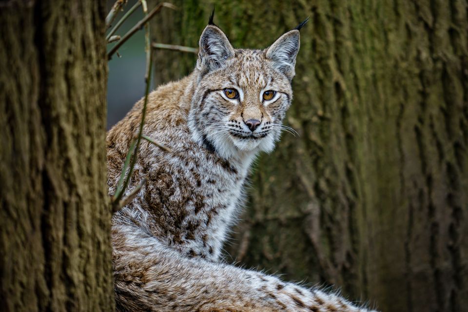 Lynx are usually shy and solitary creatures (Ben Birchall/PA)