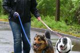 Top 10 Tips for Professional Dog Walkers