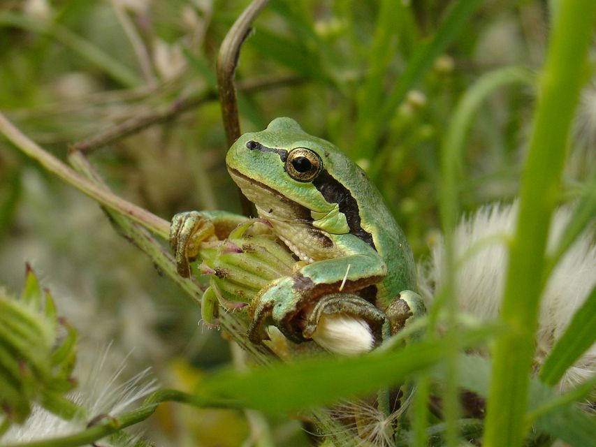 European tree frogs are often imported with flowers in The Netherlands (University of Cambridge/PA)