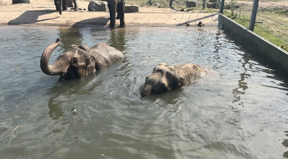 Elephants swimming in the sunshine at Blackpool Zoo (Blackpool Zoo/PA)