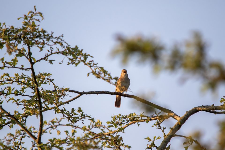 Strawberry Hill has become a haven for rare nightingales (Holly Wilkinson/PA)