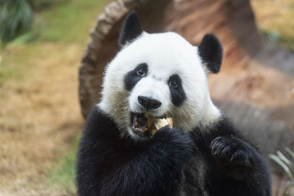 Ke Ke has made her debut appearance to media in Ocean Park (AP)