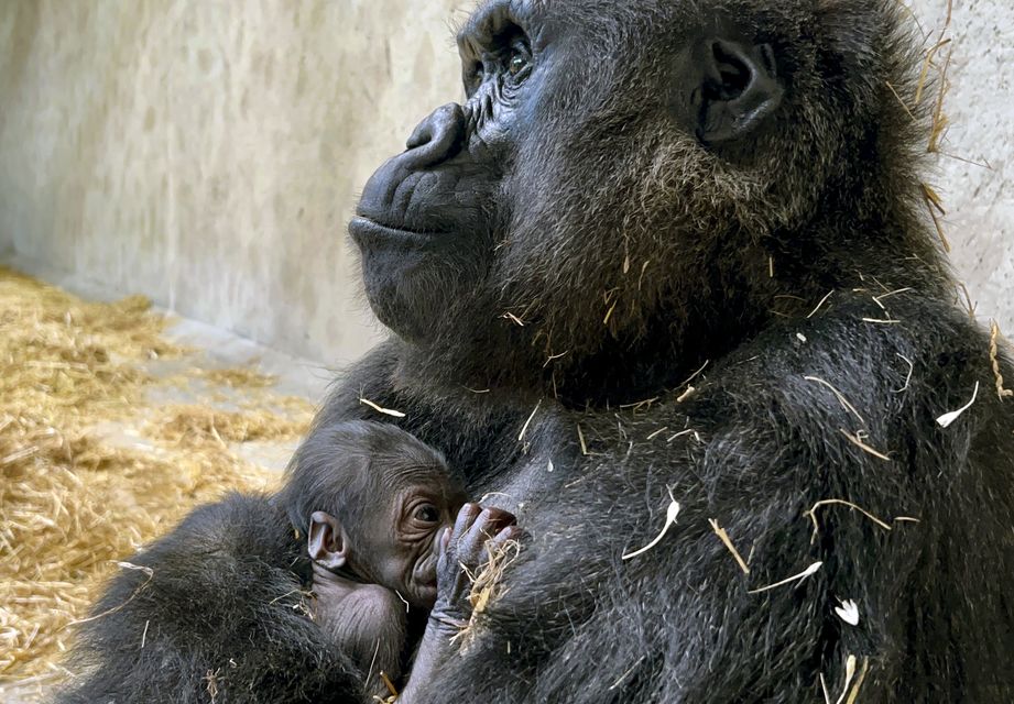 The baby gorilla at Detroit Zoo (Detroit Zoo via AP)