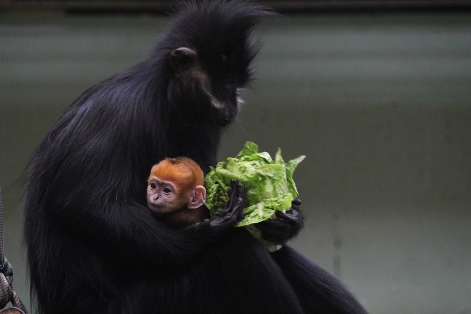 Jinfo, a bright orange Francois’ langur was born at Whipsnade Zoo.  Jinfo, who was named after the Chinese mountain where wild Francois’ langurs live, was described as a ‘ray of sunshine’ by keepers and as a ‘sign of hope’ for the endangered species (Whipsnade Zoo/PA)