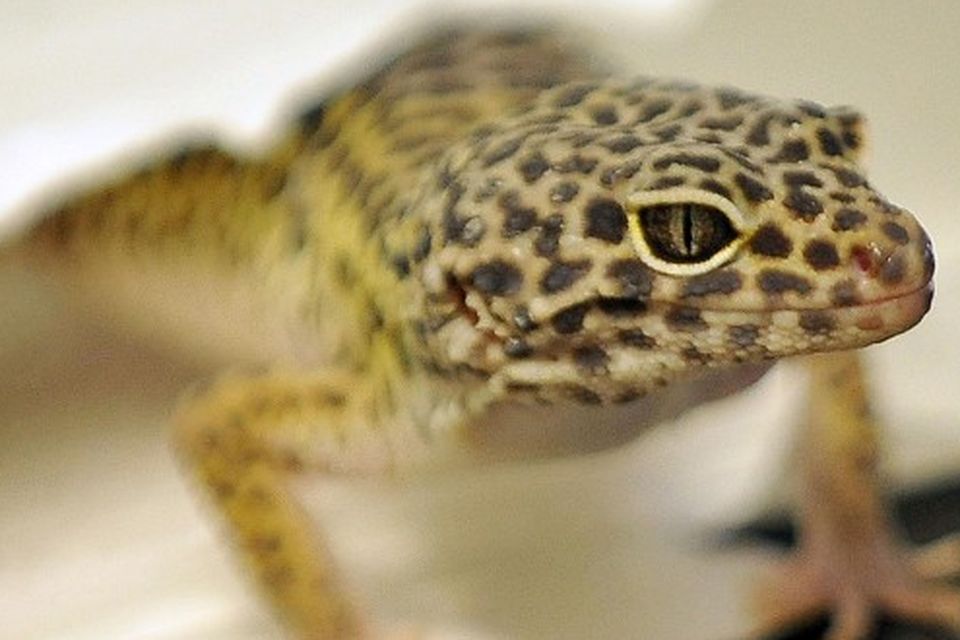 Scientists have developed a self-cleaning adhesive tape based on the ceiling-clinging feet of the gecko lizard
