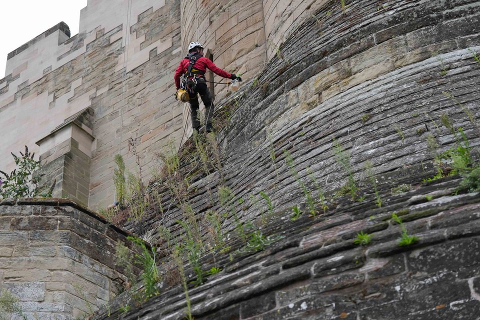 A restorer clears weeds from Warwick Castle’s stonework (Jacob King/PA)