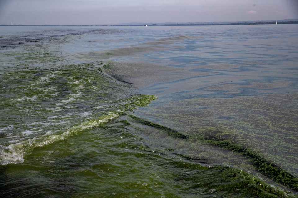 Blue-green algae at Lough Neagh, September 2023. Picture: Aodhan Roberts/Belfast Telegraph