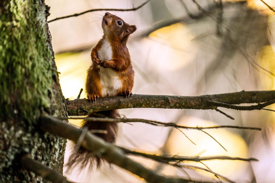 Scientists said ‘translocating’ squirrels between populations could be one option to enrich their genetic diversity (Danny Lawson/PA)