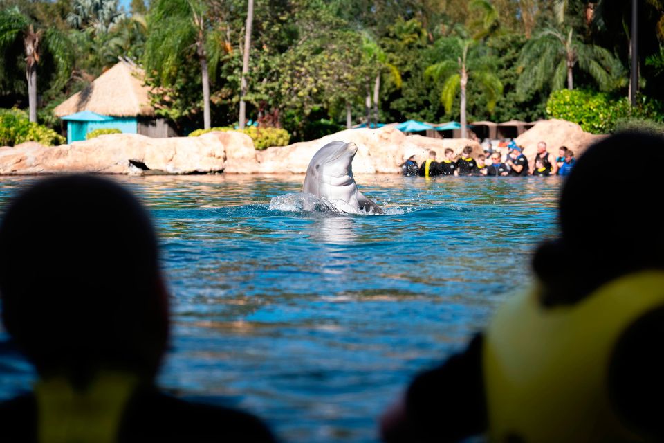 Children watch a dolphin during the Dreamflight visit to Discovery Cove in Orlando, Florida. Pic: James Manning/PA Wire