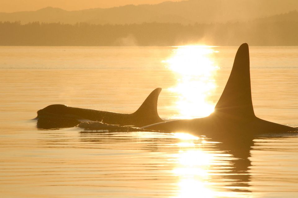 SeaWorld announced the end of its orca breeding programme in 2016