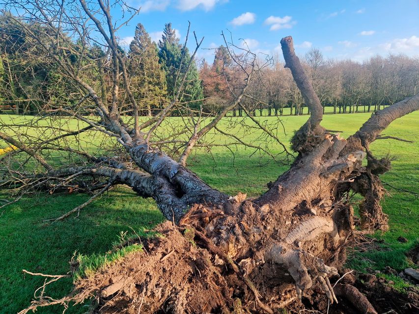 An uprooted tree at Banbridge Golf Course