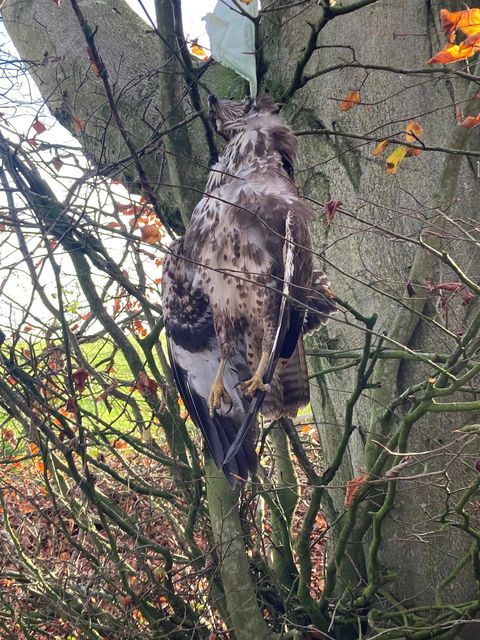 RSPB flooded with reports of birds of prey being killed