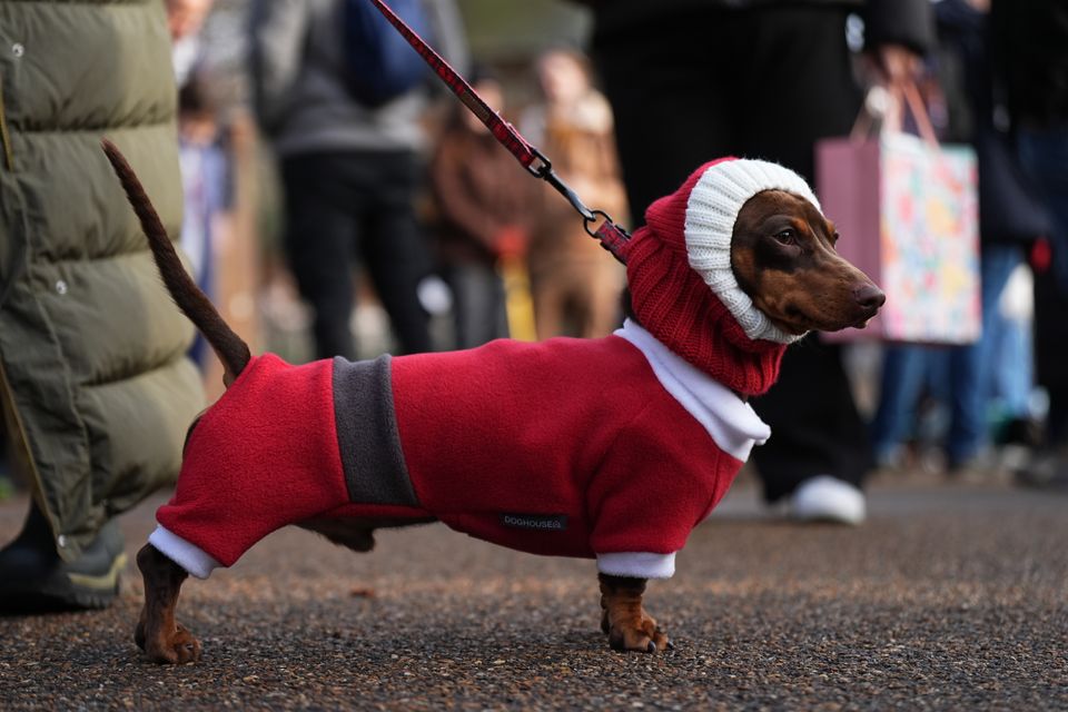 This dachshund was dressed in a full body Santa suit for the walk (Aaron Chown/PA)