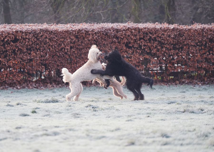 These dogs kept warm by playing in a frost covered Greenwich Park (Yui Mok/PA)