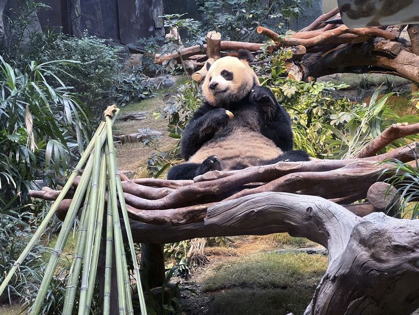 An An took up a perch near a Christmas tree stacked from bamboos (AP)