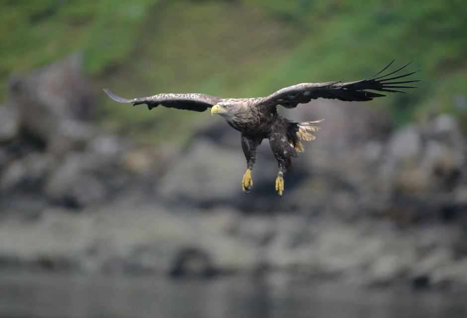 White-tailed sea eagles have returned to the UK (Laurie Campbell/PA)