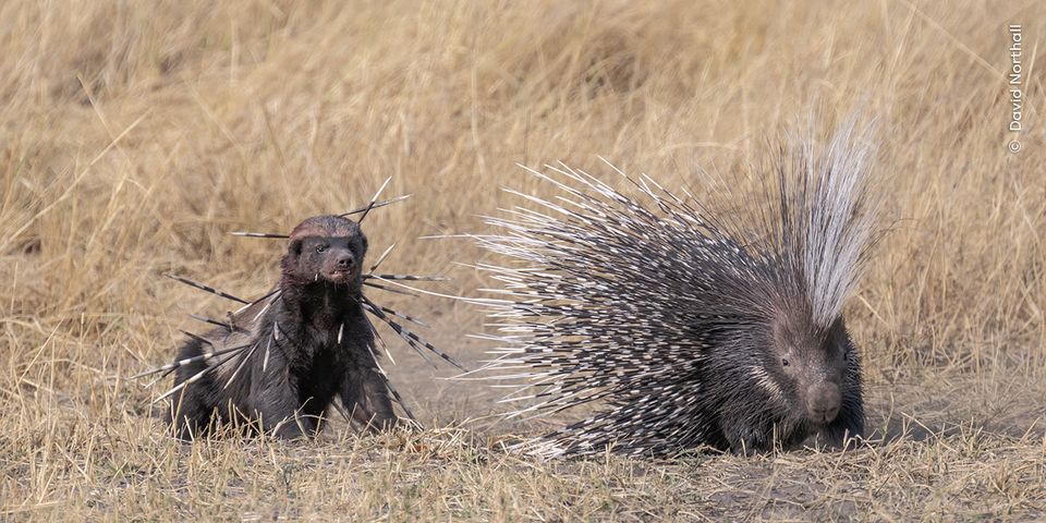 A honey badger returns to finish off a Cape porcupine (David Northall)