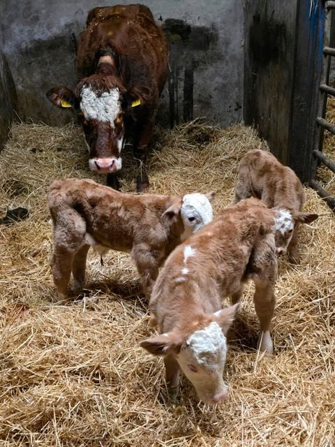 Maisy, Daisy and Crazy with their mother