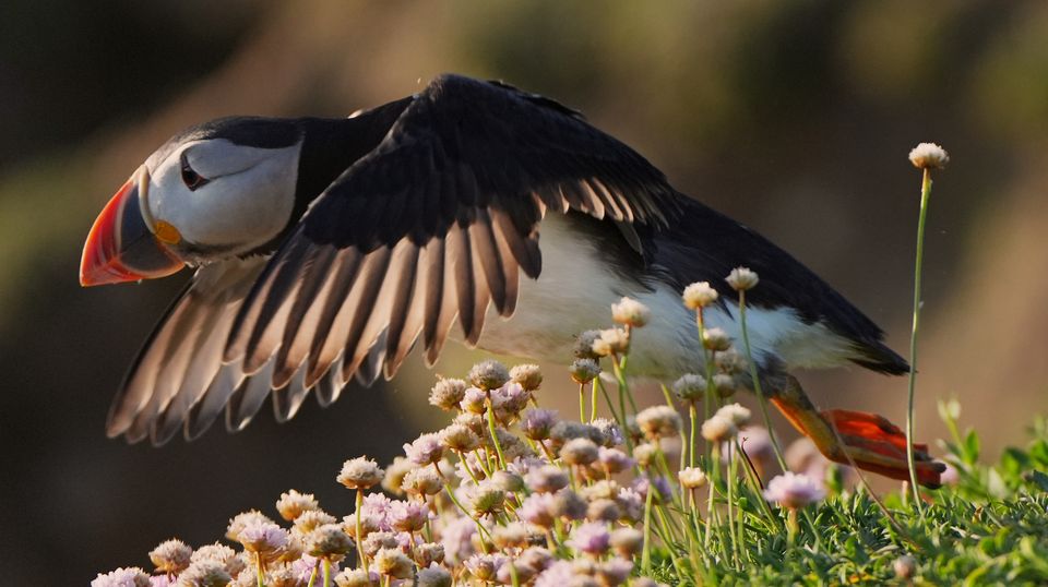 Academics have welcomes a rise in the puffin population on the Saltee Islands (Niall Carson/PA)