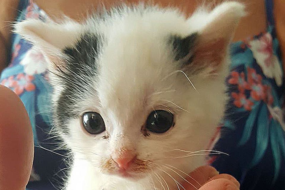 Little kittens for top adoption