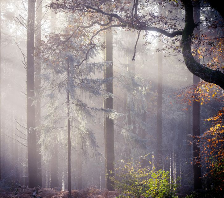 Angelic Tree by Richard Murray, a runner up in the Winter category (Richard Murray/South Downs National Par/PA)k