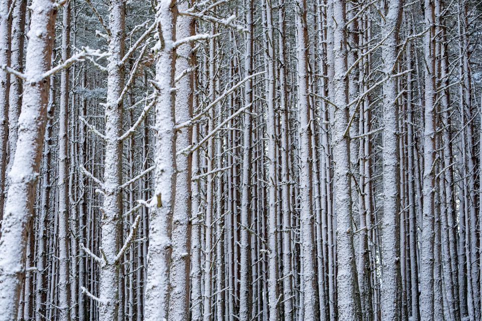 A wall of Scots pine trees covered in snow on the Balmoral Estate (Jane Barlow/PA)