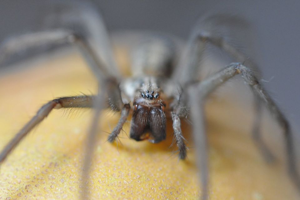 Wolf spider is autumn's most frightening home intruder