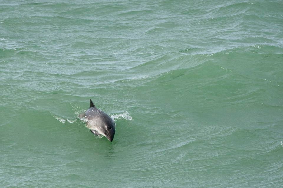 Experts have warned of the potential for devastating impacts on the North Sea marine environment (Janet Baxter/Wildlife Trusts)