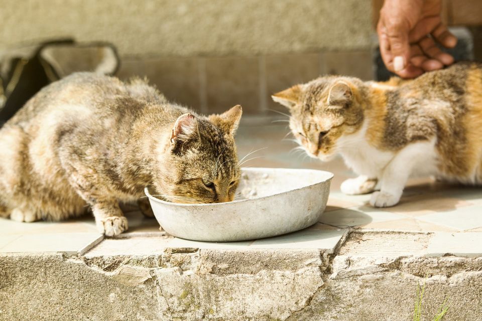 Do not best sale feed cats