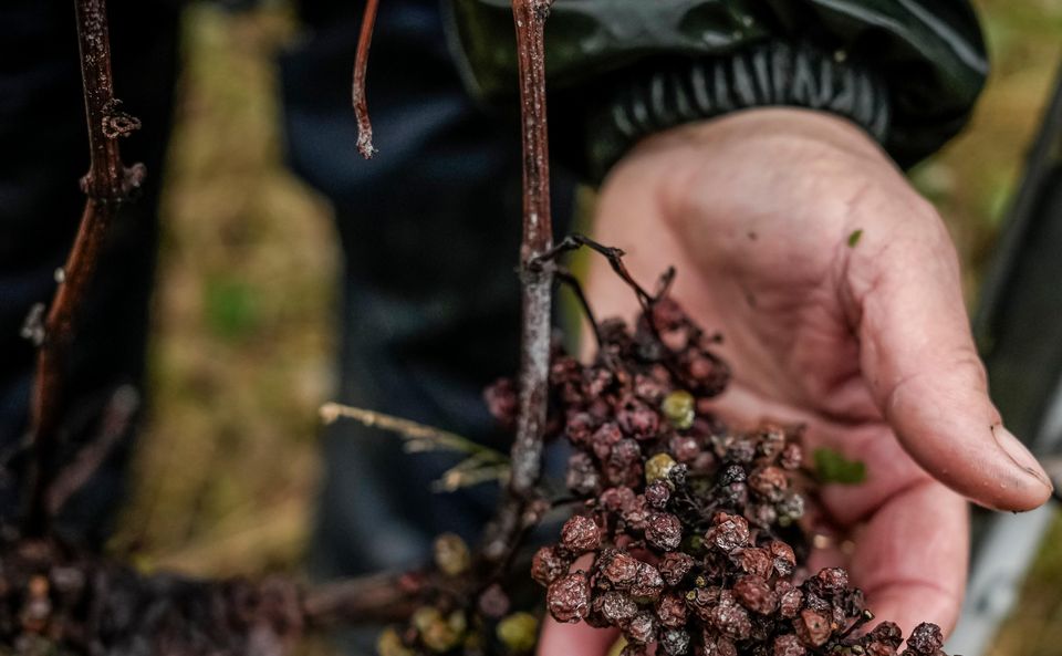 Many of the Chardonnay grapes have been attacked and destroyed by a fungal disease (Aurelien Morissard/AP)