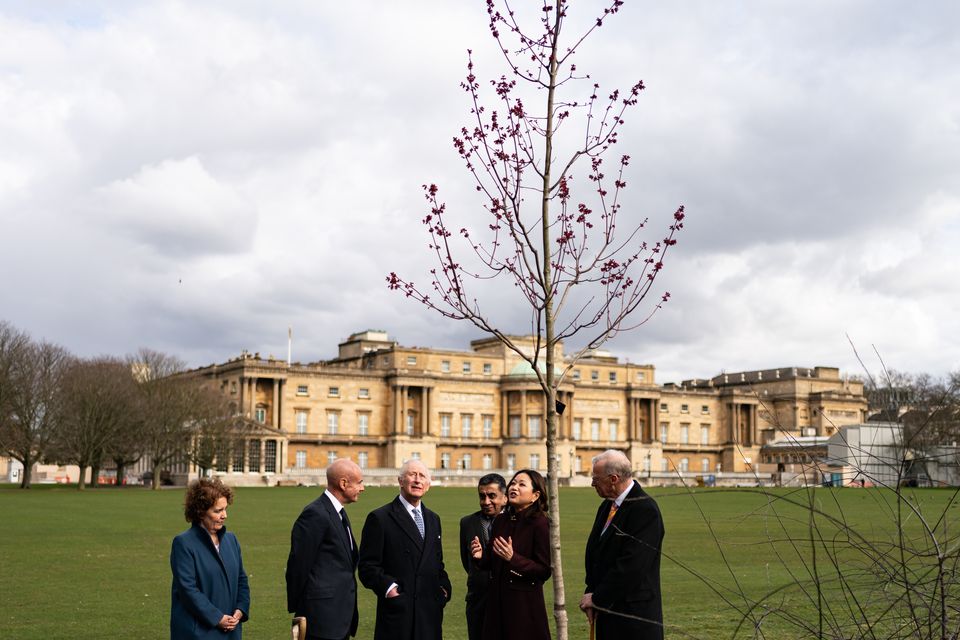 The King and members of the Royal Commonwealth Society look up at the newly-planted maple tree (Aaron Chown/PA)