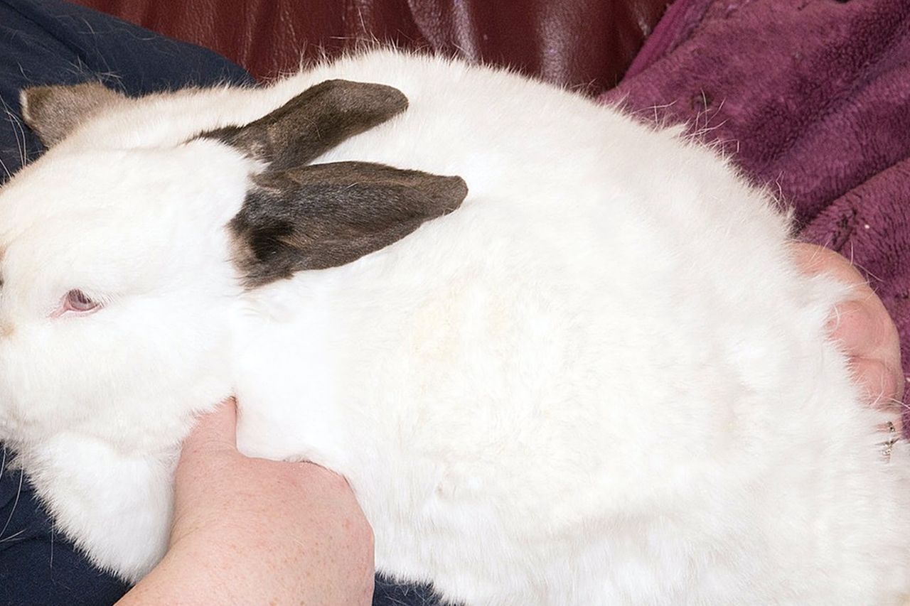 Stick or carrot? Giant rabbit on a diet after being mistaken for a dog