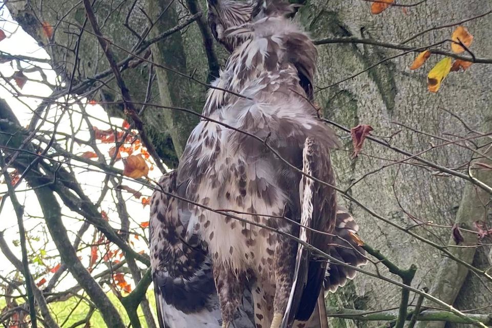 RSPB flooded with reports of birds of prey being killed