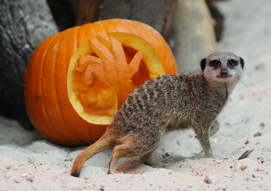 Halloween was in full swing at Drummond Safari Park where meerkats, tigers and monkeys embraced the Halloween spirit with special themed enrichment sessions and fun, carved pumpkins (Andrew Milligan/PA)