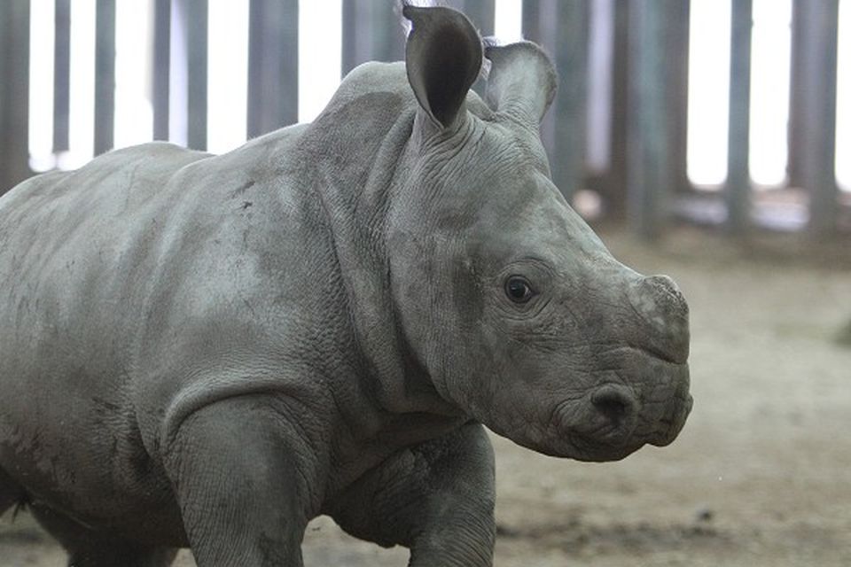 Rhino poaching fears after floods | BelfastTelegraph.co.uk