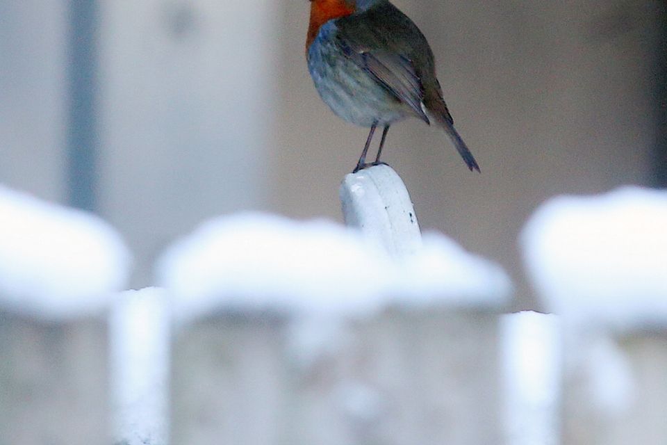 Press Eye Belfast - Northern Ireland 10th December 2017

Snow continues to lie across Northern Ireland as this robin red breast is pictured in the Fourwinds area outside Belfast. 

Picture by Jonathan Porter/PressEye.com