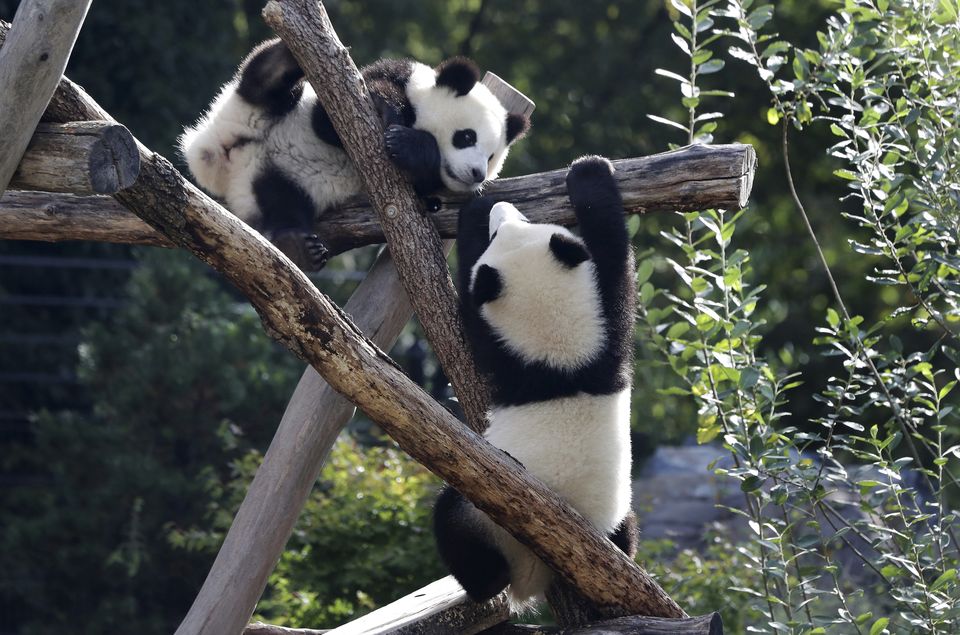 Panda bear cubs Pit, right, and Paule, left, were born in August 2019 (Michael Sohn/AP)