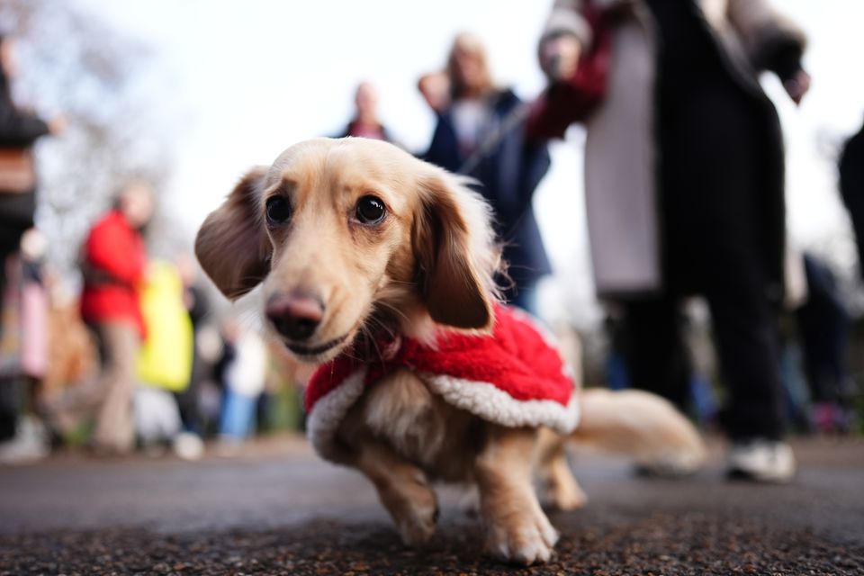 Red was a popular colour at the annual Hyde Park Sausage Dog Walk (Aaron Chown/PA)