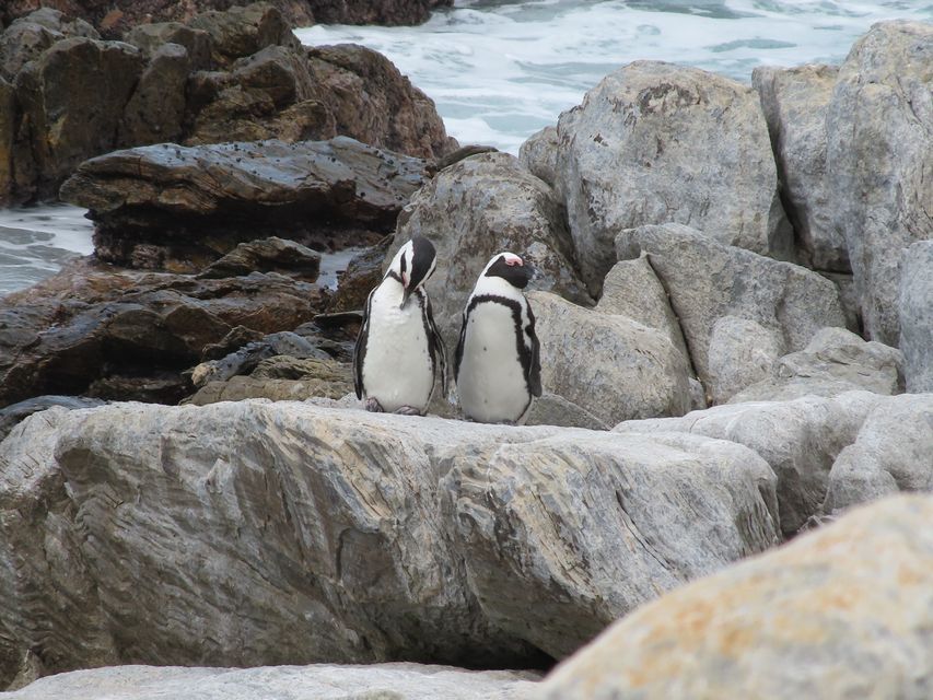 An African penguin breeding pair (Christina Hagen)