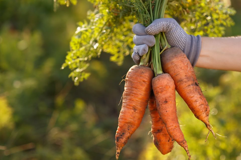 GCSE biology students are sharing their horror at a tough, carrot-based ...