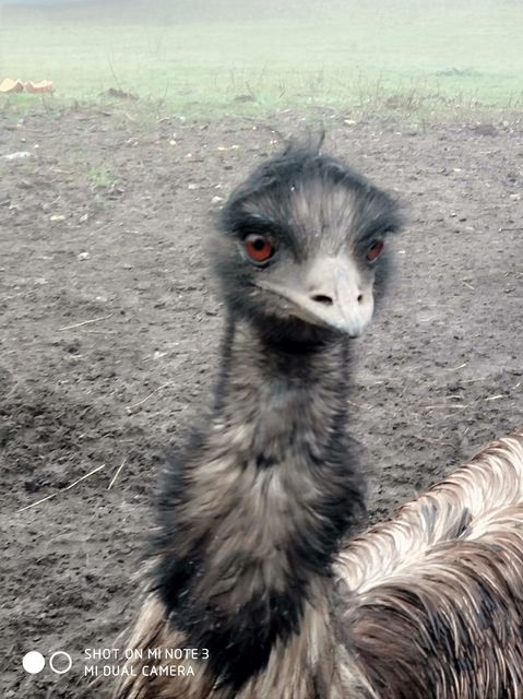 Irwin was described as ‘a jolly emu’ (Malmesbury Animal Sanctuary/PA)