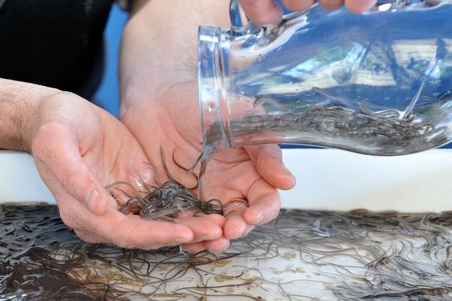 New traps to aid eels migration