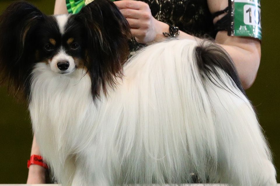 Dylan crufts hot sale winner