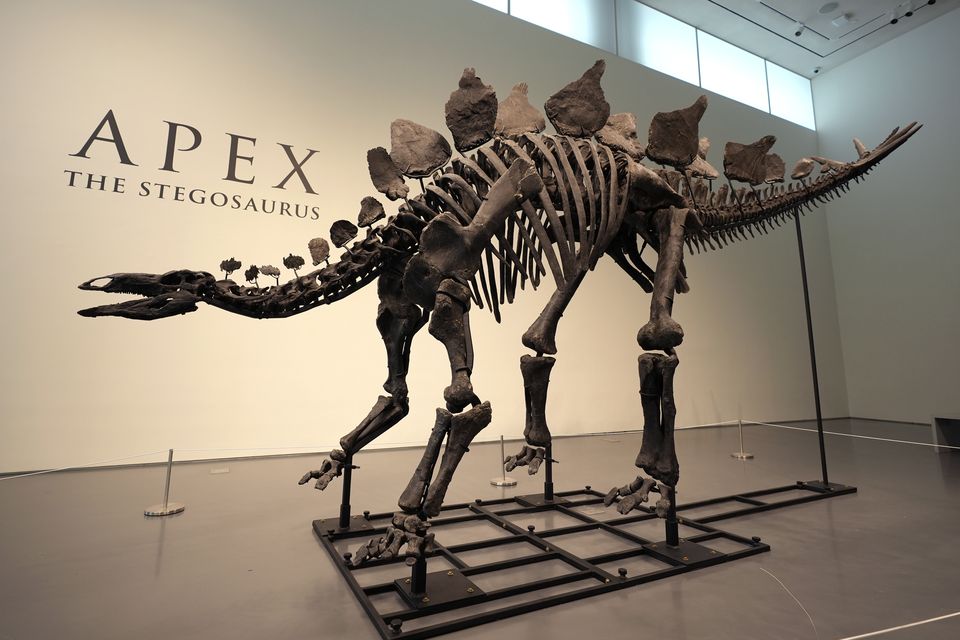 Apex the Stegosaurus (Pamela Smith/AP)