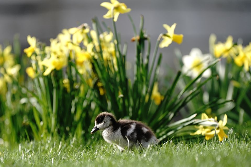 An Egyptian goose gosling enjoyed the spring sunshine in London’s St James’s Park (Aaron Chown/PA)