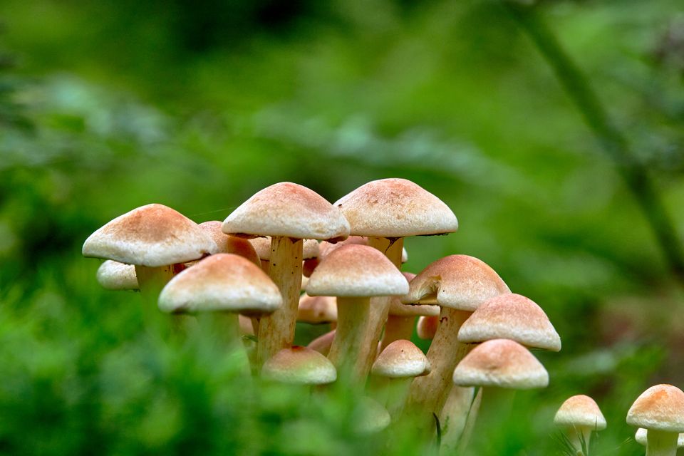 It is common to see mushrooms on lawns at this time of year. Photo: Getty