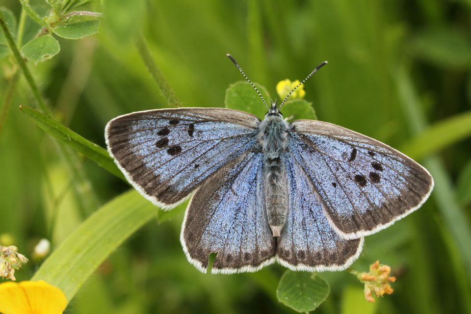 The Great Blue Butterfly at Green Down Somerset Wildlife Trust Reserve (BBC/Silverback Films/David Woodfall/naturepl.com/PA)